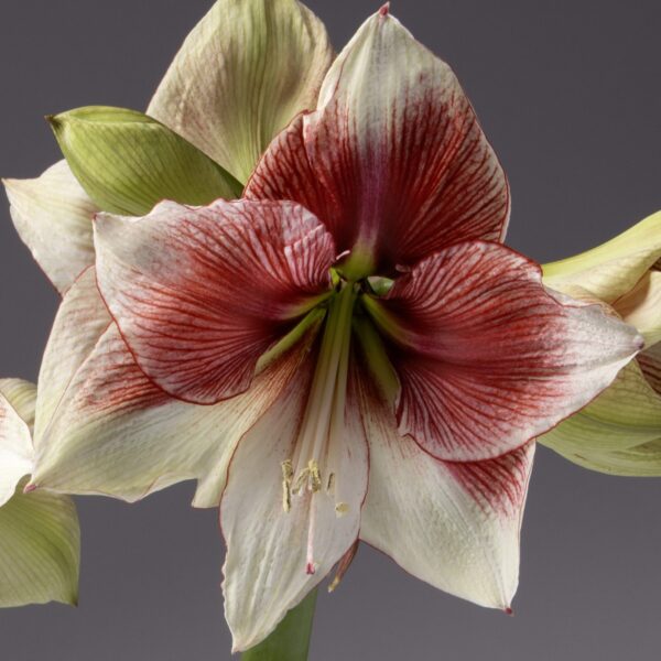 Here's a close-up of the Grandise Fantasy Amaryllis, showcasing its exquisite white petals adorned with red streaks and greenish-yellow tips. The long, prominent stamens add detail to the bloom, all set against a dark grey backdrop.