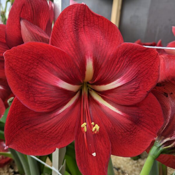 A close-up of a vibrant red Happy Grandise Amaryllis flower in full bloom, showcasing its large petal structure with delicate white and yellow accents near the center. The background includes other flowers and green leaves, evoking a happy ambiance, and the image is taken indoors.