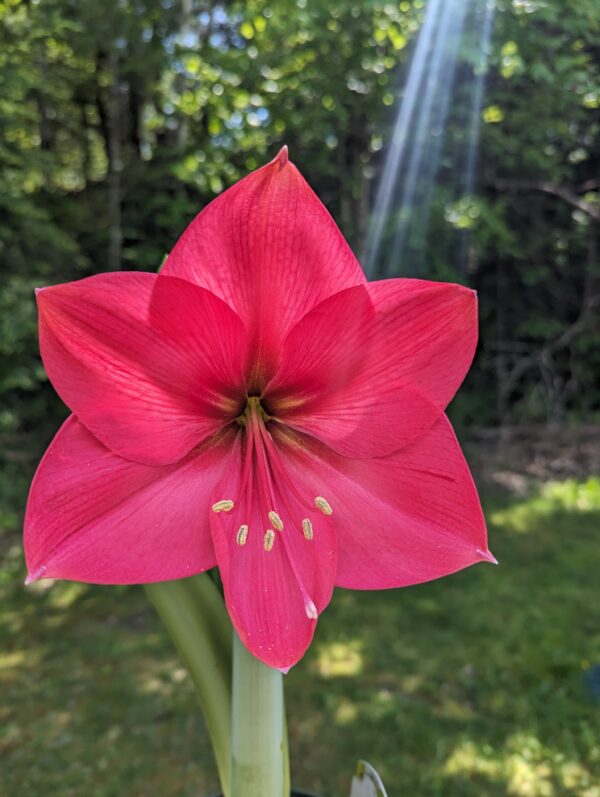 A vibrant red amaryllis flower with six petals is in full bloom, captured in a sunny outdoor setting. Sun rays stream down from the top right corner, illuminating the flower against a blurred backdrop of greenery, showcasing its beauty much like an Ice Pink Amaryllis in its prime splendor.