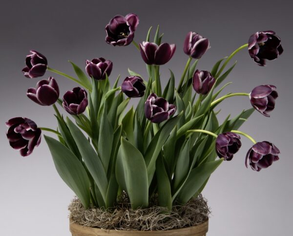 A cluster of Jackpot Potted Tulips, showcasing dark purple petals with delicate white edges, are in full bloom surrounded by lush green leaves. These stunning tulips are planted in a round, wooden container filled with moss and set against a neutral gray background.