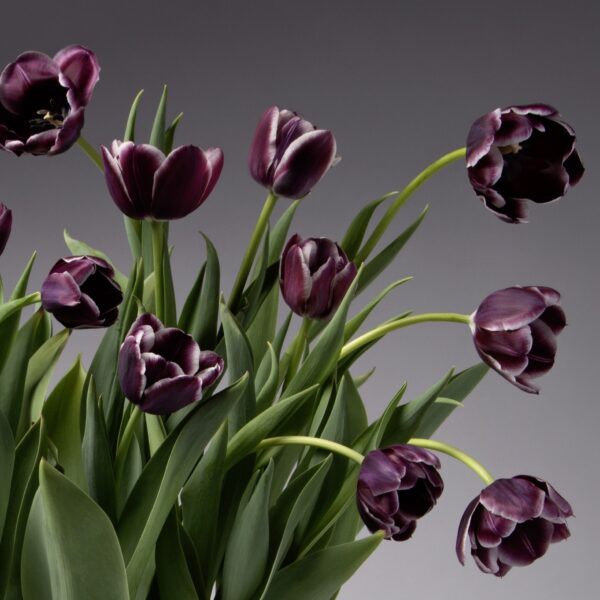 The Jackpot Potted Tulips feature a bouquet of deep purple tulips with green leaves, set against a neutral gray background. These potted tulips showcase various stages of bloom, with some petals displaying white edges, capturing the elegance and delicacy of the flowers.