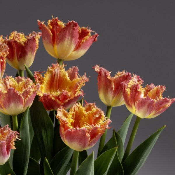 A bouquet of Joint Devision Potted Tulips, featuring vibrant flowers with fringed edges and a striking color gradient from yellow at the base to pink at the tips, set against a plain gray background. The green leaves contrast beautifully with the bright colors of these tulips.