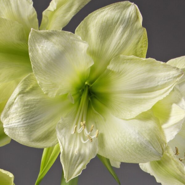 Close-up of a cluster of Lemon Grandise Amaryllis flowers in full bloom, showcasing large, white petals with hints of green and intricate veining against a soft, dark gray background. The central pistils and stamens are visible, adding detail to these delicate Lemon Grandise Amaryllis flowers.