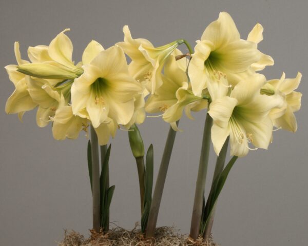 A cluster of blooming Lemon Sorbet Amaryllis flowers, boasting tall green stems and long leaves. The magnificent flowers feature large, trumpet-shaped petals with several stamens crowned by anthers at the center. This exquisite arrangement is beautifully set against a neutral gray background.