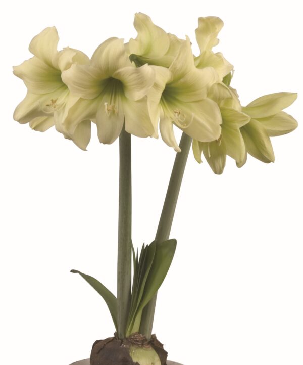 This image features a Lemon Sorbet Amaryllis, a tall plant with multiple stems and large, pale yellow flowers. The blossoms have several petals each, with some flowers oriented upwards and others angled slightly to the side. At the base of the plant, large green leaves emerge from a bulb.