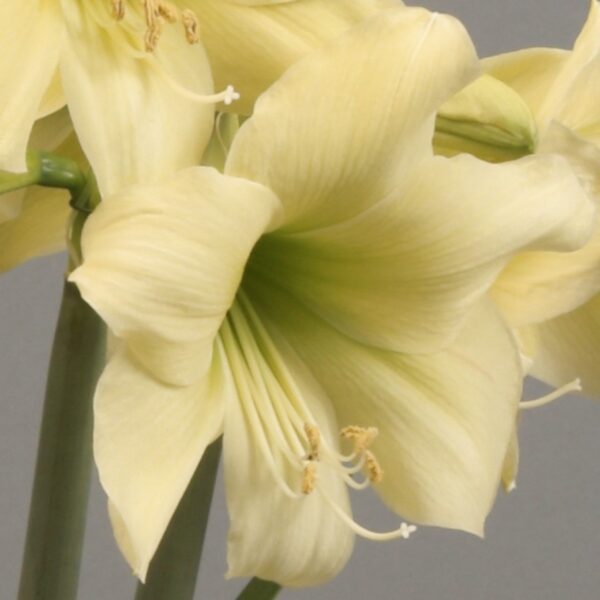 Close-up of a blooming Lemon Sorbet Amaryllis flower with prominent petals and visible stamens against a soft gray background. The delicate texture and subtle color variations in the pale yellow petals of the Lemon Sorbet Amaryllis are highlighted, showcasing the flower's elegance and grace.