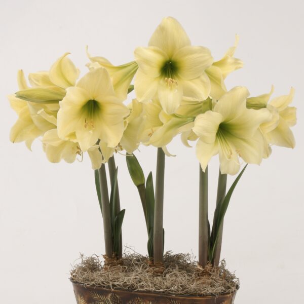 A cluster of vibrant Lemon Sorbet Amaryllis flowers, featuring pale yellow petals with light green accents, stands tall on slender green stalks, sprouting from a decorative pot adorned with moss-like material. Against a crisp white and minimalistic background, the flowers truly stand out.