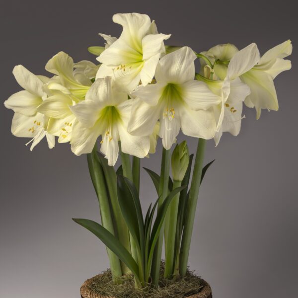 The Lemon Star Amaryllis, with its large, pale yellow blooms and green stems, stands out against a gray background. The fully open flowers reveal delicate petals and prominent stamens. The plant is beautifully presented in a basket-style pot with moss adorning the base.