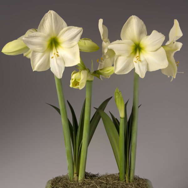 Four Lemon Star Amaryllis flowers bloom on tall green stems against a neutral background. The flowers feature pale yellow centers and are complemented by long, narrow leaves that surround the stems. The plant is elegantly set in a container filled with moss.