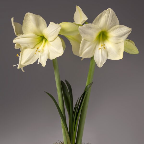 A close-up photograph of two blooming Lemon Star Amaryllis flowers with green stems and leaves set against a gray background. The Lemon Star Amaryllis flowers have large, trumpet-shaped petals with light green streaks at their centers.