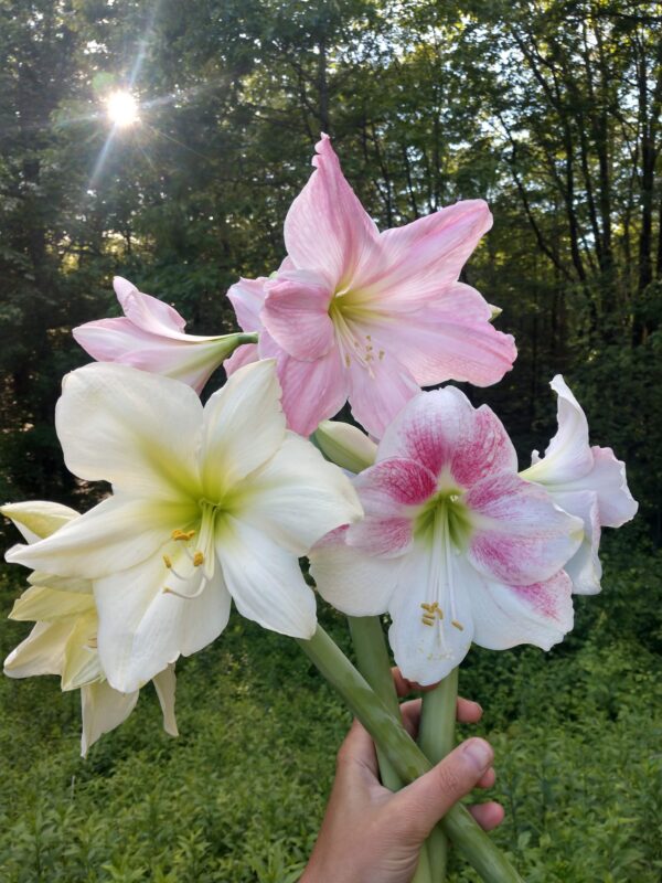 A hand holds a bouquet of large trumpet-shaped flowers, showcasing white and pink petals with light green centers. The Lemon Star Amaryllis adds a vibrant touch to the arrangement. In the background, a sunbeam filters through a dense, leafy forest, casting a warm glow over the scene.