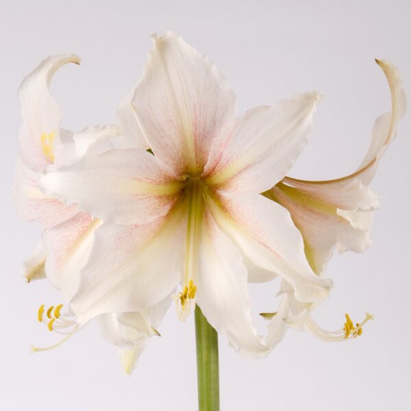 A close-up of a Marula Amaryllis in full bloom, showcasing its large, delicate white petals adorned with light pink streaks. Yellow stamens elegantly protrude from the center, while the green stem is visible against a plain light gray background, emphasizing the captivating beauty of this exquisite flower.