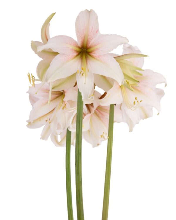 A cluster of Marula Amaryllis flowers with pale pink petals and light green stems stands against a white background. The delicate petals exhibit a gradient of pink and white, with yellow stamens visible in the center.