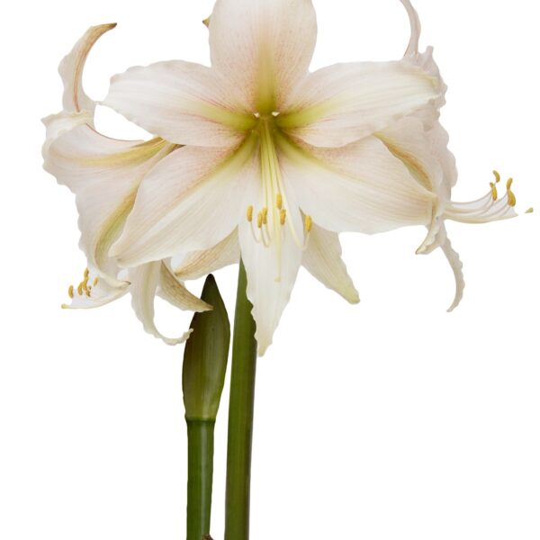 A close-up of the Marula Amaryllis in a white pot reveals large, pale pink petals adorned with delicate green and white streaks near the center. Several long, curved stamens extend from the middle of the flower, while two thick green stems emerge from the soil.