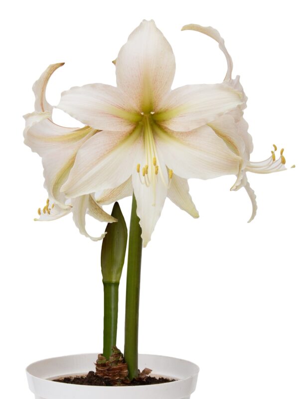 A close-up of the Marula Amaryllis in a white pot reveals large, pale pink petals adorned with delicate green and white streaks near the center. Several long, curved stamens extend from the middle of the flower, while two thick green stems emerge from the soil.