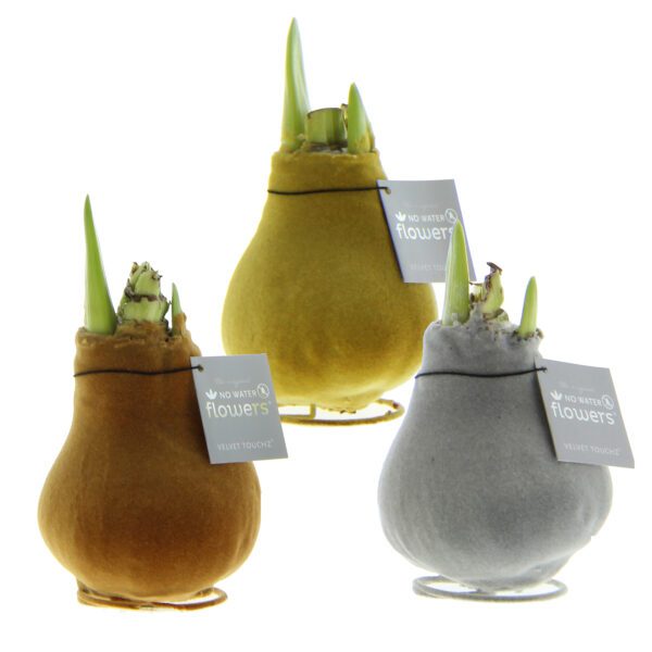 Three Waxed Amaryllis Bulbs from the Metallic Velvet collection are elegantly wrapped in soft flocking and on display. These bulbs come in three distinct colors: gold, bronze, and silver. Each bulb features green sprouts emerging from the top and is labeled "No Water Flowers Velvet Touch®.