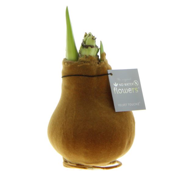 A bulbous plant encased in a soft, tan-colored velvet shell with vibrant green sprouts emerging from the top. It features an attached tag that reads "The original No Water Flowers® Velvet Touchz®." The Waxed Amaryllis Bulb Trio - Metallic Velvet stands prominently against a white background, with excellent lighting highlighting its unique texture and color.