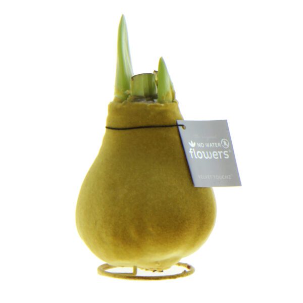 The Waxed Amaryllis Bulb Trio - Metallic Velvet showcases a bulb with emerging green shoots, enveloped in a textured, golden-brown wax coating. Adorned with a tag reading "No Water Flowers Velvet Touch," the bulb is elegantly perched on a round wire stand.