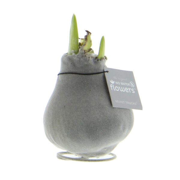 A gray, vase-like container with green sprouts emerging from the top is labeled "NO WATER FLOWERS" and "VELVET TOUCH," with a small tag attached by string. These sprouts are likely from the Waxed Amaryllis Bulb Trio - Metallic Velvet, showcasing nature's beauty in a maintenance-free design.