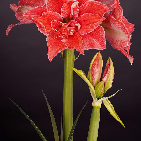 A vivid close-up of a red Dubbel Minerva Amaryllis in full bloom with large, layered petals, adjacent to two closed buds. The dark background highlights the brilliant color of the flower. The words "Dubbel Minerva Amaryllis" are in the bottom-left corner.