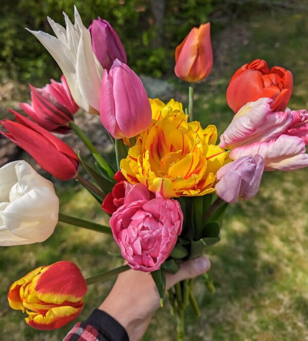 A hand holds a vibrant bouquet of tulips and other flowers, including Serendipity Potted Tulip Mix in shades of red, pink, white, purple, yellow, and orange. The background is an outdoor garden with blurred greenery and mixed potted tulips adding to the charm.