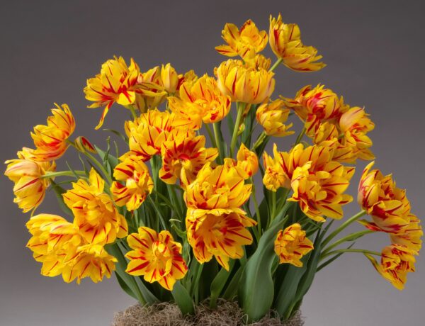 A bouquet of vibrant yellow-orange Monsella Potted Tulips with striking red streaks, beautifully arranged amidst lush green foliage. These flowers feature jagged, multi-layered petals and are elegantly set against a soft gray background. The base of the arrangement is exquisitely covered in a bed of dried moss.