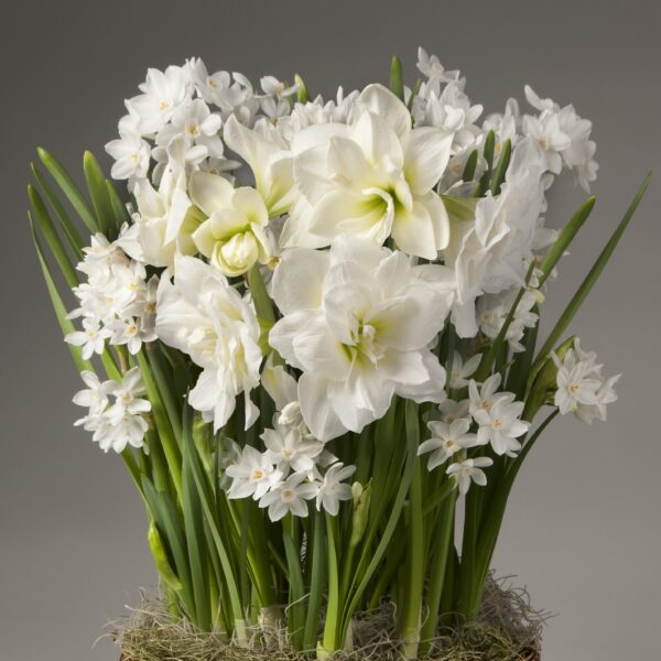 A vibrant bouquet from our Paperwhites and Alfresco Amaryllis collection features fully bloomed large flowers alongside smaller blossoms. The long green stems are densely packed together in a natural and fresh display against a plain grayish background.