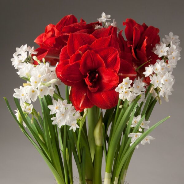 A bouquet featuring the Paperwhites and Red Double Amaryllis, with large, vibrant red amaryllis flowers surrounded by delicate, small white paperwhites and green stems and leaves set against a gray background. The red and white flowers create a striking contrast.