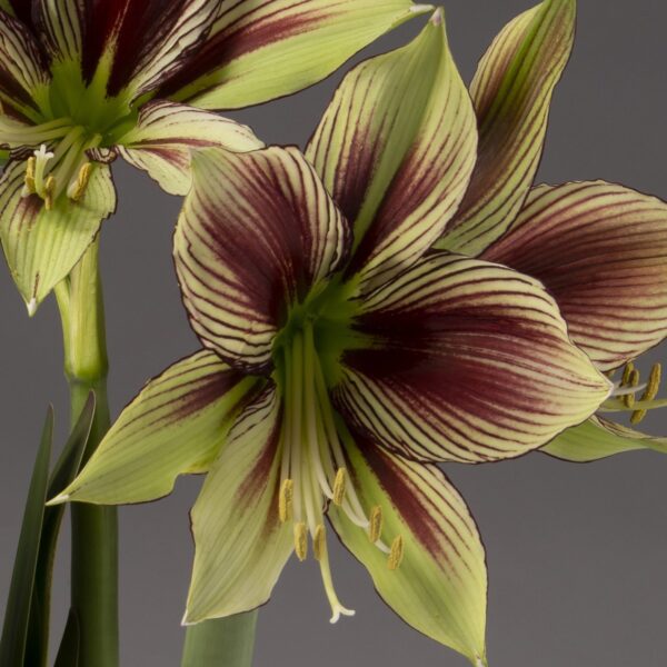 Close-up of two Papilio Amaryllis flowers with strikingly patterned burgundy and creamy green petals, creating a star-like shape against a gray background. Pale yellow stamens protrude from the center of the blooms.