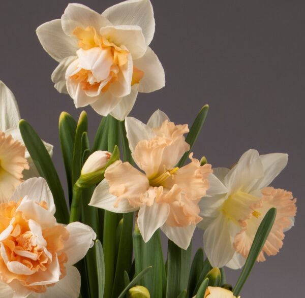 A close-up of a Peachy Potted Daffodil Mix bouquet showcasing daffodils with cream-colored petals and delicate, peach ruffled centers. The flowers are surrounded by green stems and leaves, set against a plain gray background.