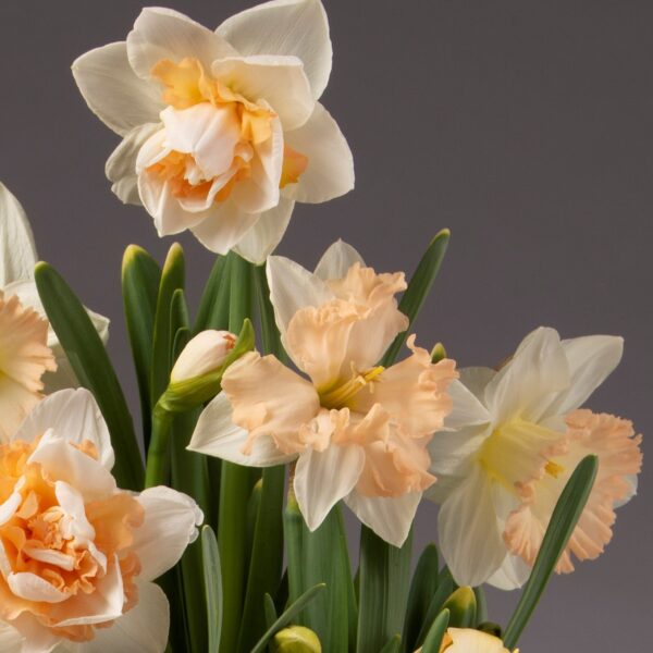 A close-up of a Peachy Potted Daffodil Mix bouquet showcasing daffodils with cream-colored petals and delicate, peach ruffled centers. The flowers are surrounded by green stems and leaves, set against a plain gray background.