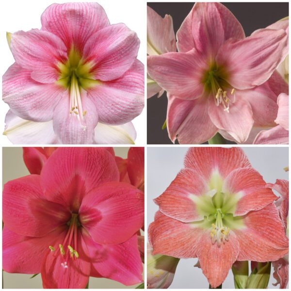 A collage of four images showcases the Around The World Pink Amaryllis Collection. The top-left flower is pink with white accents, the top-right flower is light pink, the bottom-left flower is bright pink, and the bottom-right flower features a coral shade with a light green center.