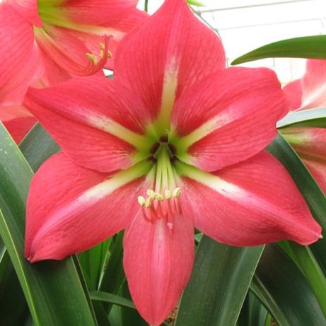 The Pink Flush Amaryllis is a vibrant red flower in full bloom, showcasing six petals with a central white stripe and pink flush accents near the center. The flower's stamen and pistil are visible, and green leaves surround the bloom.