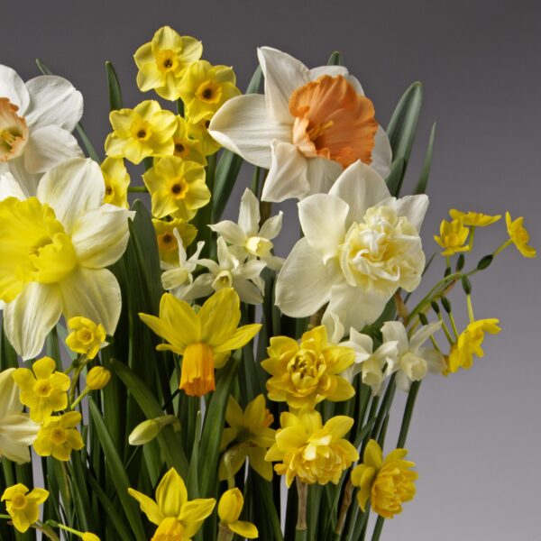 The Serendipity Potted Daffodil Mix features a vibrant bouquet of mixed daffodils, including yellow, white, and orange varieties, elegantly arranged with green stems and leaves against a soft gray gradient background.