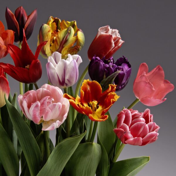 A stunning display of the Serendipity Potted Tulip Mix stands out against a gray background. This assortment presents a vibrant array of tulips in red, pink, purple, yellow, white, and orange hues. Some tulips even boast blended colors and unique petal shapes, all beautifully framed by lush green leaves.