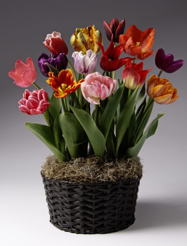 The "Serendipity Potted Tulip Mix" features a wicker basket brimming with an assortment of vibrant, multi-colored potted tulips in shades of red, orange, yellow, pink, and purple. Nestled among lush green leaves and lined with a layer of moss, the basket is beautifully set against a neutral gradient background that transitions from white to grey.