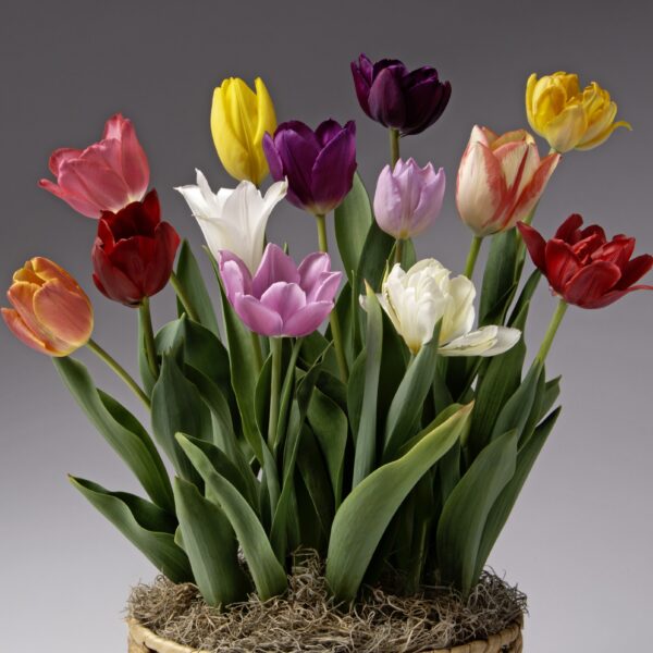 A basket filled with the Serendipity Potted Tulip Mix set against a neutral background. The tulips come in shades of red, pink, yellow, purple, white, and bi-color, with lush green leaves and a base of dried moss.