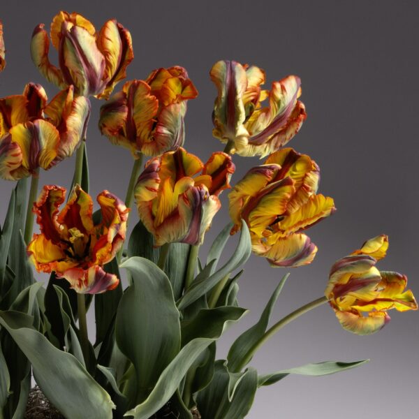 A cluster of vibrant Rasta Parrot Potted Tulips features multi-colored petals in striking shades of red, yellow, and orange against a neutral gray background. The tulips' green leaves and stems add to the bold contrast, reminiscent of a rasta parrot's dazzling plumage.