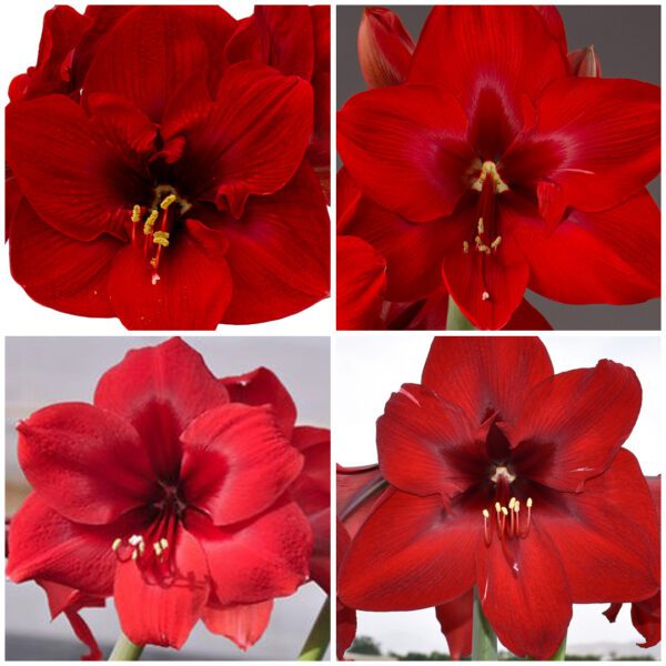 A collage of four images showcasing vibrant red amaryllis flowers in full bloom. Each flower displays large, velvety petals with prominent stamens and pistils. The background varies from gray to light colors, highlighting the rich red tones of the blossoms.