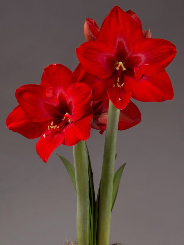 A close-up of two vibrant Red Cream Amaryllis flowers in full bloom against a plain grey background. The flowers, attached to tall green stems with a few green leaves at the base, display deep red petals accentuated by prominent white stamens, lending them an elegant appearance.