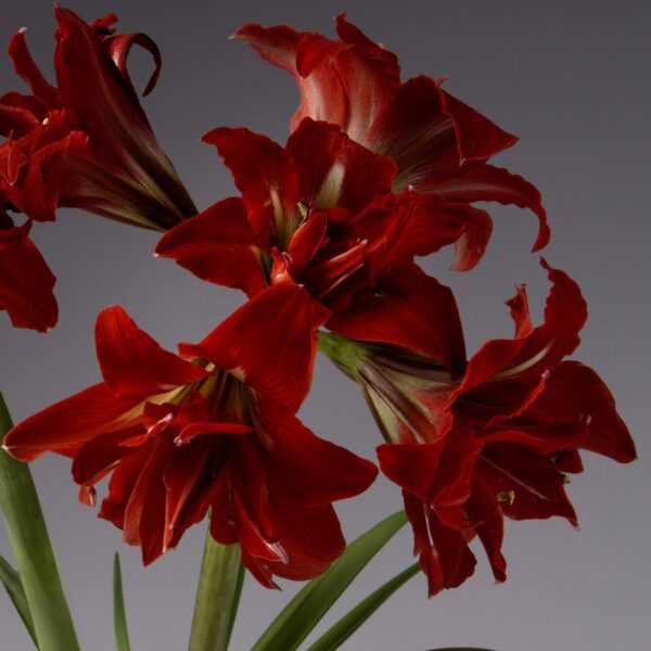 Close-up of several vibrant Samburu Amaryllis flowers, highlighted against a plain gray background. The Samburu Amaryllis flowers feature large, trumpet-shaped petals with greenish, elongated stems and intricate details on the petals and stamens.