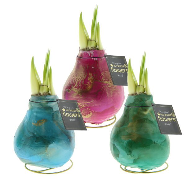 The Waxed Amaryllis Bulb Trio - Saturn Swirl features three bulbs dipped in wax and displayed on stands. The bulbs are colored pink, green, and blue, each with sprouts emerging from the top and a black tag that reads "No water flowers" with additional text beneath.