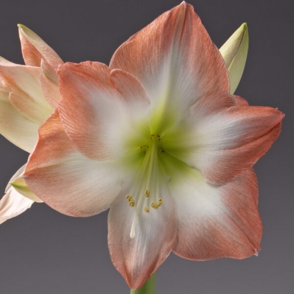 Close-up of a Shine Dream Amaryllis flower against a dark background. The petals have a subtle gradient from soft orange to white near the center, which is a vibrant green and features yellow stamens and a white pistil that seem to shine.