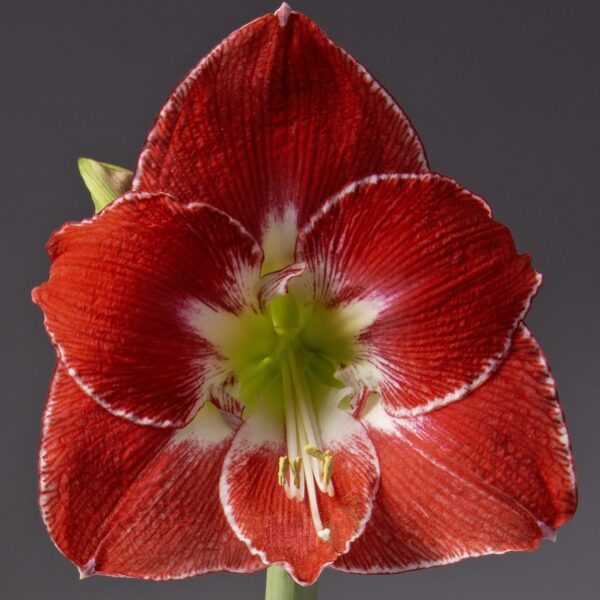 Close-up of a vibrant Silver Dream Amaryllis flower, showcasing its exquisite white accents and striking green center against a dark gray background. The delicately veined petals and sharp focus highlight the intricate beauty of this stunning bloom.