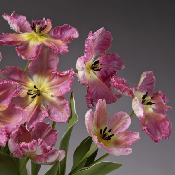 A bouquet of Silver Parrot Potted Tulips with fringed petals in full bloom, displaying a stunning mixture of pink, white, and yellow hues. Each flower boasts black stamens which add to their striking contrast against a plain grey background, highlighting their intricate and delicate appearance.