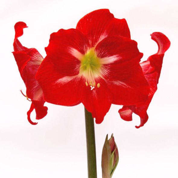 The Solitaire Amaryllis is in full bloom against a plain white background, showcasing large, open petals with a hint of white near the center and a green stalk featuring an emerging bud beneath the main bloom.