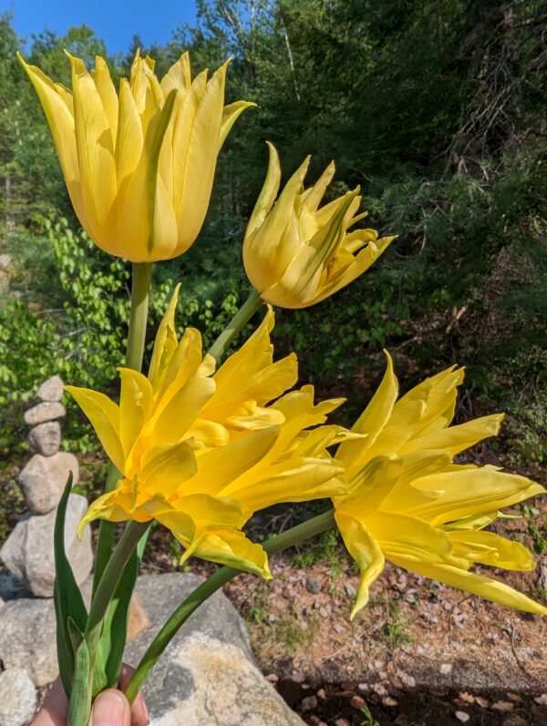 A hand holding a bouquet of vibrant Spider Yellow Potted Tulips in a garden. The tulips, resembling spider petals, are in full bloom. In the background, greenery including bushes and trees complements a small stone statue on the ground. A nearby pot also overflows with cheerful yellow blossoms.