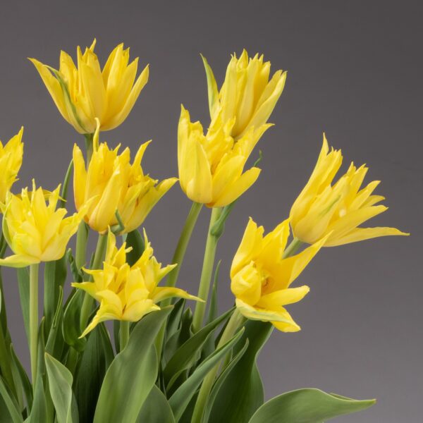 A vibrant bouquet of Spider Yellow Potted Tulips, showcasing multiple layers of petals, is set against a gray background. The green leaves and stems provide a contrast to the bright flowers, creating a lively and fresh display.