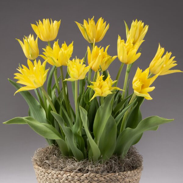 The Spider Yellow Potted Tulips are displayed in a wicker basket, showcasing numerous vibrant yellow blooms with green leaves against a neutral gray background. The tulips, in full bloom, create a cheerful and lively display, while moss at the base adds an earthy touch to the arrangement.