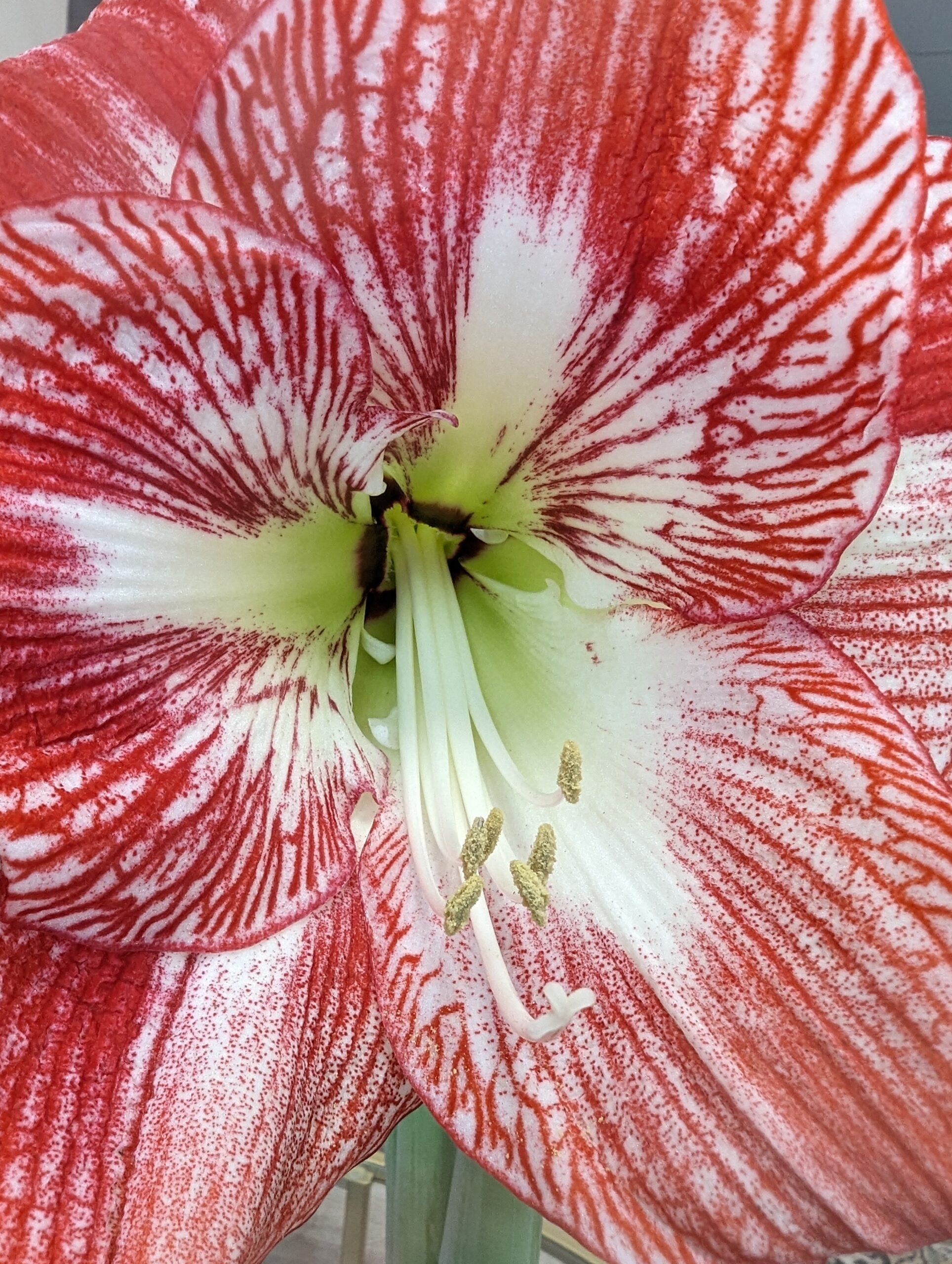 Close-up of the Spotted Queen Amaryllis, a vibrant flower with intricate red striping patterns on its white petals. These striking patterns converge towards a light green and white center, while yellow stamens extend from the middle, adding contrast to the bold colors.